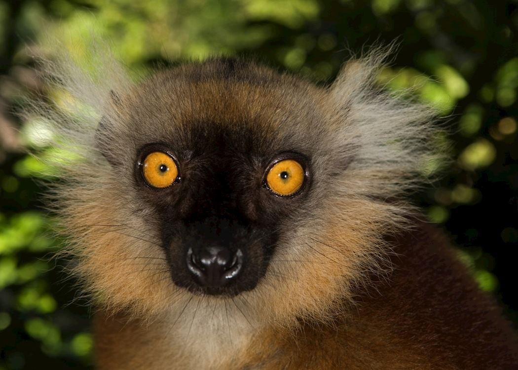 nosy komba 5