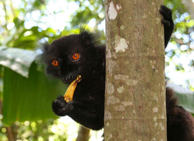 Lémurien sur l'île de Nosy Komba à Nosy Be, Madagascar