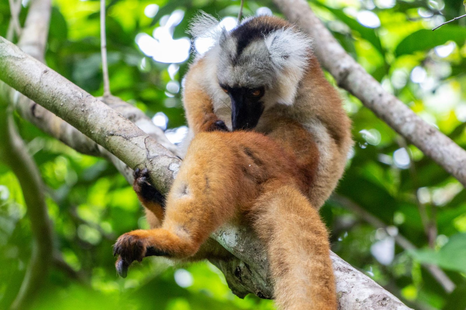 Réserve naturelle de Lokobe à Nosy Be, Madagascar